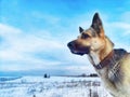 Dog German Shepherd on a big field in a winter day and white snow around. Waiting eastern European dog veo Royalty Free Stock Photo