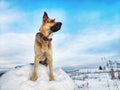 Dog German Shepherd on a big field in a winter day and white snow around. Waiting eastern European dog veo Royalty Free Stock Photo