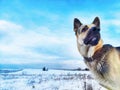 Dog German Shepherd on a big field in a winter day and white snow around. Waiting eastern European dog veo Royalty Free Stock Photo