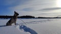 Dog German Shepherd on a big field in a winter day and white snow arround. Waiting eastern European dog veo Royalty Free Stock Photo