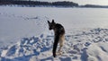 Dog German Shepherd on a big field in a winter day and white snow arround. Waiting eastern European dog veo Royalty Free Stock Photo