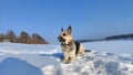 Dog German Shepherd on a big field in a winter day and white snow arround. Waiting eastern European dog veo Royalty Free Stock Photo