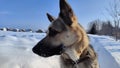 Dog German Shepherd on a big field in a winter day and white snow arround. Waiting eastern European dog veo Royalty Free Stock Photo