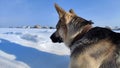 Dog German Shepherd on a big field in a winter day and white snow arround. Waiting eastern European dog veo Royalty Free Stock Photo