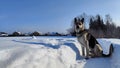 Dog German Shepherd on a big field in a winter day and white snow arround. Waiting eastern European dog veo Royalty Free Stock Photo