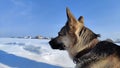 Dog German Shepherd on a big field in a winter day and white snow arround. Waiting eastern European dog veo Royalty Free Stock Photo