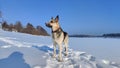 Dog German Shepherd on a big field in a winter day and white snow arround. Waiting eastern European dog veo Royalty Free Stock Photo