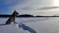 Dog German Shepherd on a big field in a winter day and white snow arround. Waiting eastern European dog veo Royalty Free Stock Photo