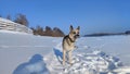 Dog German Shepherd on a big field in a winter day and white snow arround. Waiting eastern European dog veo Royalty Free Stock Photo