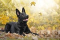 Dog, German shepherd dog, black lies in autumn leaves