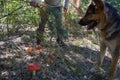 A dog of the German shepherd breed found poisonous amanita mushrooms under a tree in the forest and stands over them together with Royalty Free Stock Photo