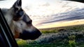 Dog German Shepherd in a car and muzzle against the sunset. Eastern European dog veo in travel or trip
