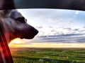 Dog German Shepherd in a car and nature landscape on the background. The dog's muzzle, the view from the car window