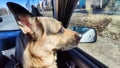 Dog German Shepherd in the car during travel. Russian eastern European dog veo in trip