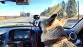 Dog German Shepherd in the car during travel. Russian eastern European dog veo in trip