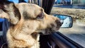 Dog German Shepherd in the car during travel. Russian eastern European dog veo in trip