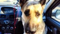 Dog German Shepherd in the car during travel. Russian eastern European dog veo in trip