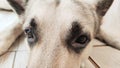 Dog German Shepherd and eye. Russian eastern European dog veo and and a cute smart look