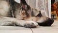 Dog German Shepherd inside of the room. Russian eastern European dog veo indoors