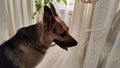 Dog German Shepherd inside of the room. Russian eastern European dog veo indoors