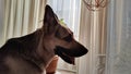 Dog German Shepherd inside of the room. Russian eastern European dog veo indoors