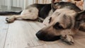 Dog German Shepherd inside of the room. Russian eastern European dog veo indoors