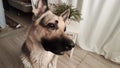 Dog German Shepherd inside of the room. Russian eastern European dog veo indoors