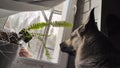 Dog German Shepherd looking on window inside of the room. Russian eastern European dog veo indoors