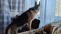 Dog German Shepherd looking on window inside of the room. Russian eastern European dog veo indoors