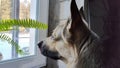 Dog German Shepherd looking on window inside of the room. Russian eastern European dog veo indoors