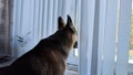 Dog German Shepherd looking on window inside of the room. Russian eastern European dog veo indoors