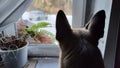 Dog German Shepherd looking on window inside of the room. Russian eastern European dog veo indoors