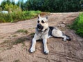 Dog German Shepherd lying on rustic rural dirt road near the green forest in summer, spring or autumn season. Russian Royalty Free Stock Photo