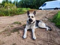 Dog German Shepherd lying on rustic rural dirt road near the green forest in summer, spring or autumn season. Russian Royalty Free Stock Photo