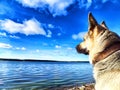 Dog German Shepherd near water of lake, river or sea. Russian eastern European dog veo