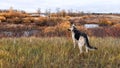 Dog German Shepherd near water of lake, river or sea. Russian eastern European dog veo