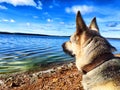 Dog German Shepherd near water of lake, river or sea. Russian eastern European dog veo