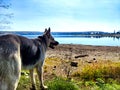 Dog German Shepherd near water of lake, river or sea. Russian eastern European dog veo