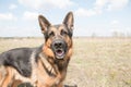 Dog german shepherd in a spring day Royalty Free Stock Photo