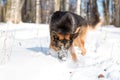 Dog german shepherd in a park in a winter