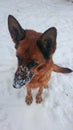 Dog german shepherd in a park in a winter day