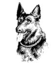 Dog German shepherd portrait. Hand drawn vector illustration. Ink drawing