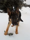 Dog german shepherd puppy looking playing in the snow Royalty Free Stock Photo