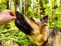 Dog German Shepherd receives food and treats from a woman& x27;s hand in an autumn, summer, spring day and green, yellow