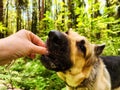Dog German Shepherd receives food and treats from a woman& x27;s hand in an autumn, summer, spring day and green, yellow