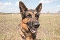 Dog german shepherd in a spring day Royalty Free Stock Photo