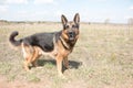 Dog german shepherd in a spring day Royalty Free Stock Photo