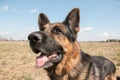 Dog german shepherd in a spring day Royalty Free Stock Photo