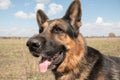 Dog german shepherd in a spring day Royalty Free Stock Photo