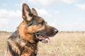 Dog german shepherd in a spring day Royalty Free Stock Photo